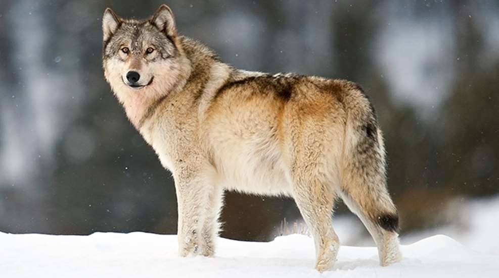 2nd_wolf_incident_f.jpg