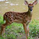 LEDE Fawn Near A Flowing Stream