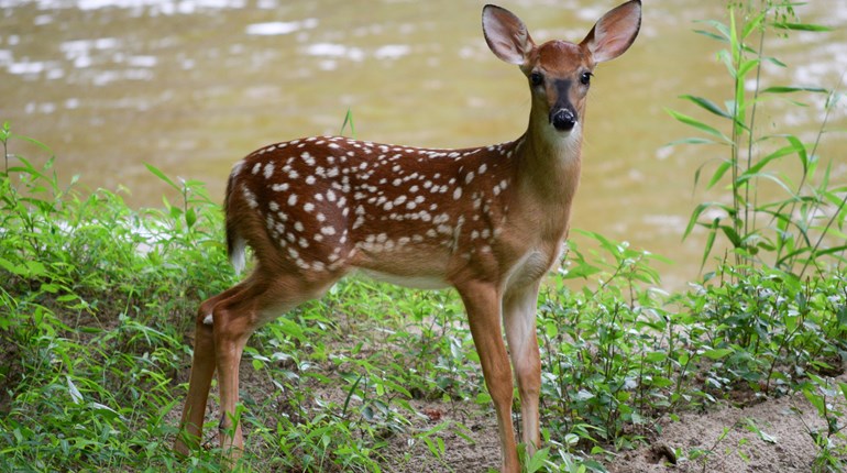 Whitetail Knowledge: Why So Many Late Fawns? | An Official Journal Of The NRA