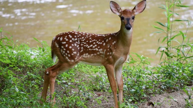 Whitetail Knowledge: Why So Many Late Fawns? | An Official Journal Of The NRA