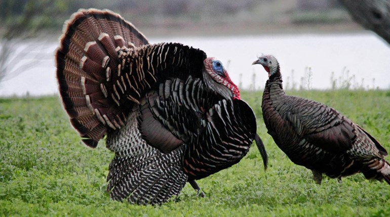 Rebates Galore for Turkey Hunters | An Official Journal Of The NRA