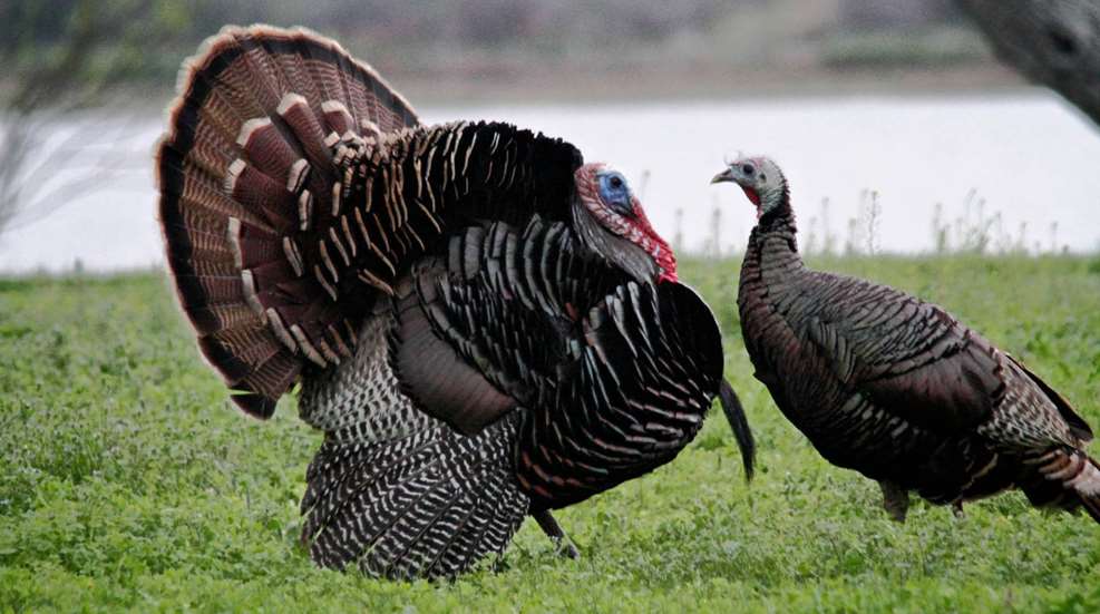 LEDE Rebates Galore For Turkey Hunters
