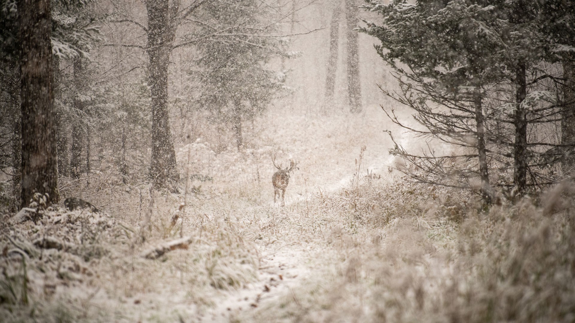 Buck walking away in the snow
