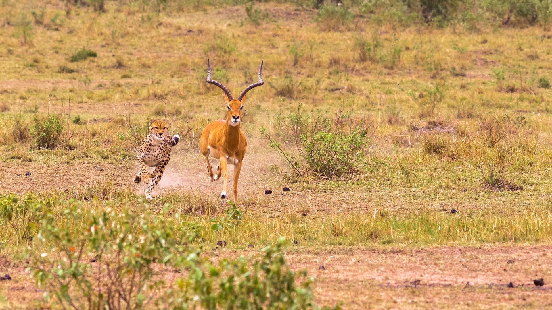 Pursuit Predator