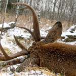 FL Research Bucks CWD Lead