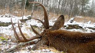 FL Research Bucks CWD Lead