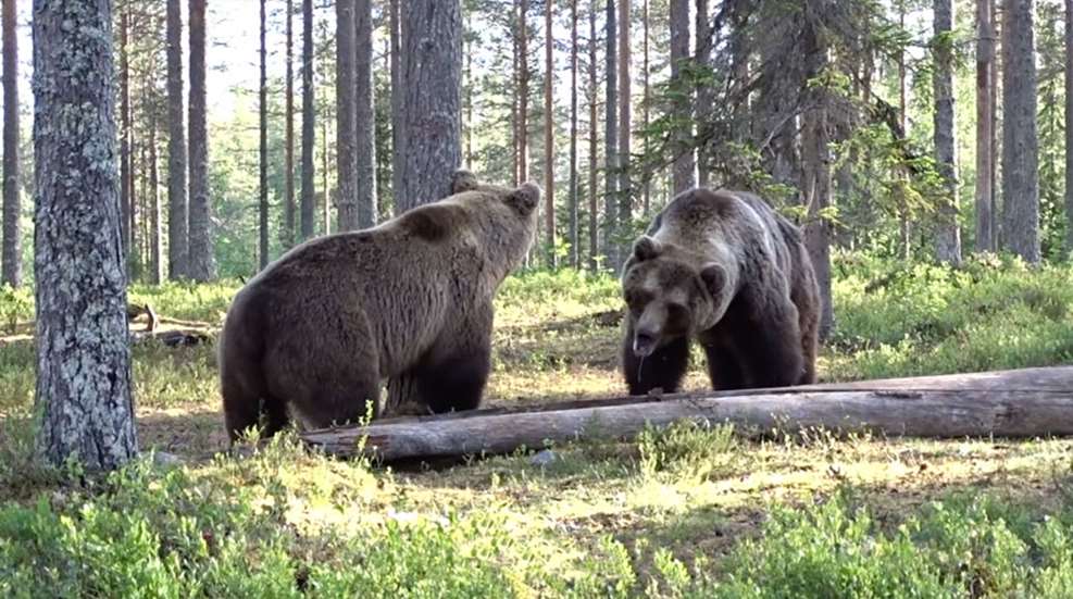 bear-fight-main-image.jpg