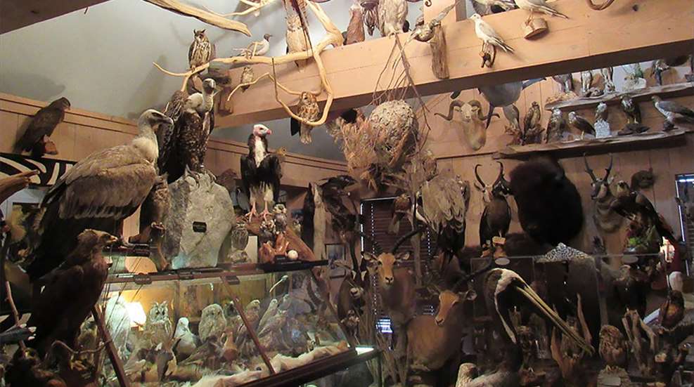 LEDE Wildlife Violations Lead To