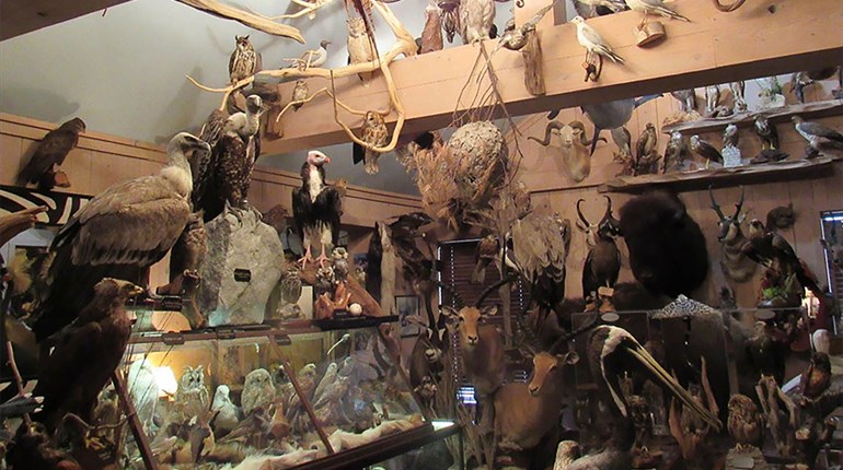 Wildlife Violations Lead to $900,000 Fine | An Official Journal Of The NRA