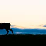boddington_oct_1.jpg