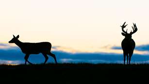 boddington_oct_1.jpg