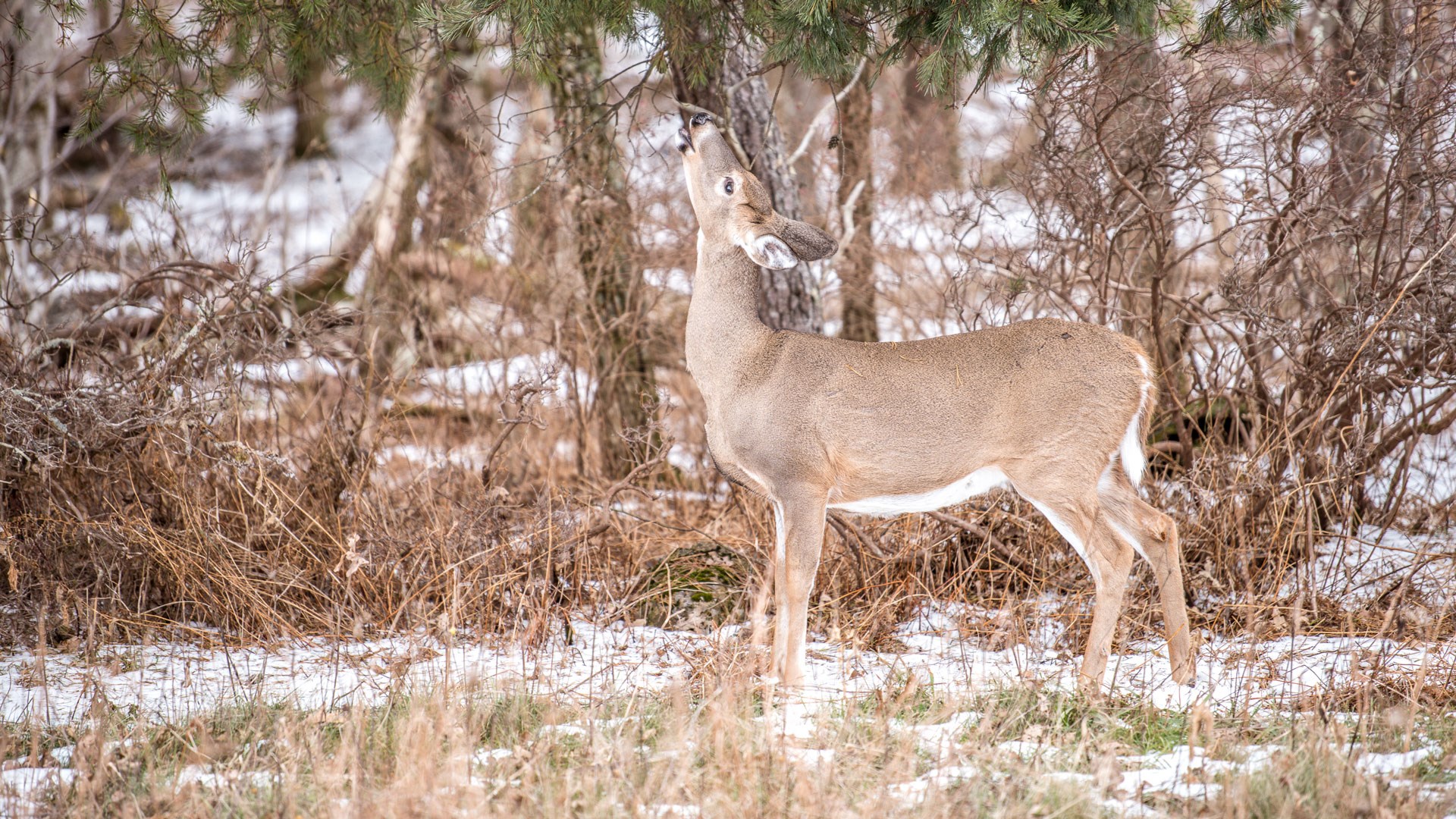 Doe foraging