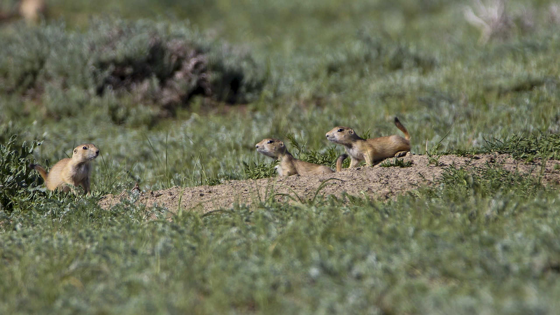 Prairie Dog Town