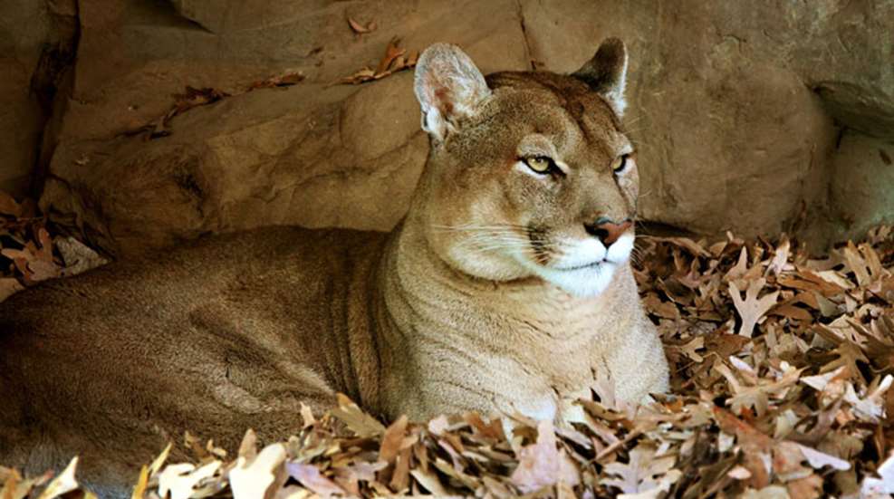 main-mountain-lion.jpg