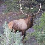 elk_colorado_new_f.jpg