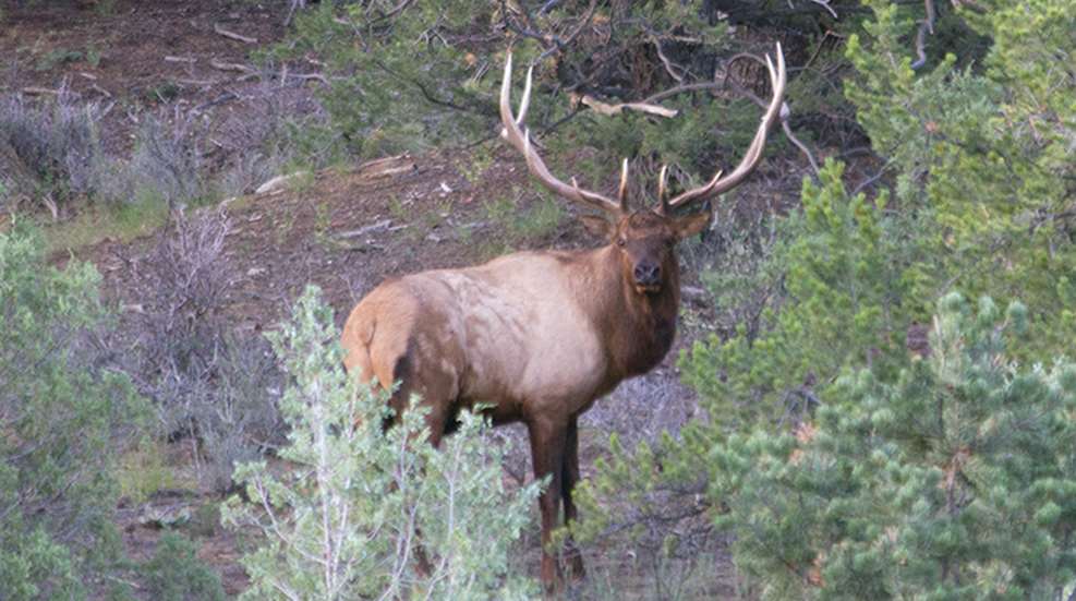elk_colorado_new_f.jpg