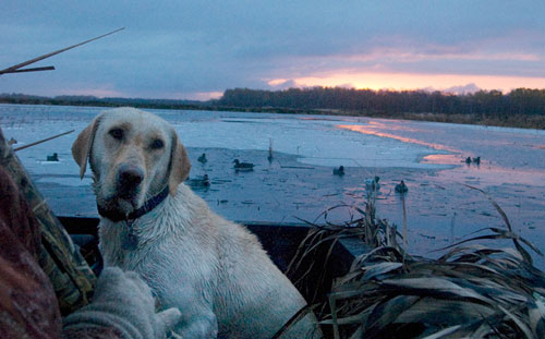 Water Dogs