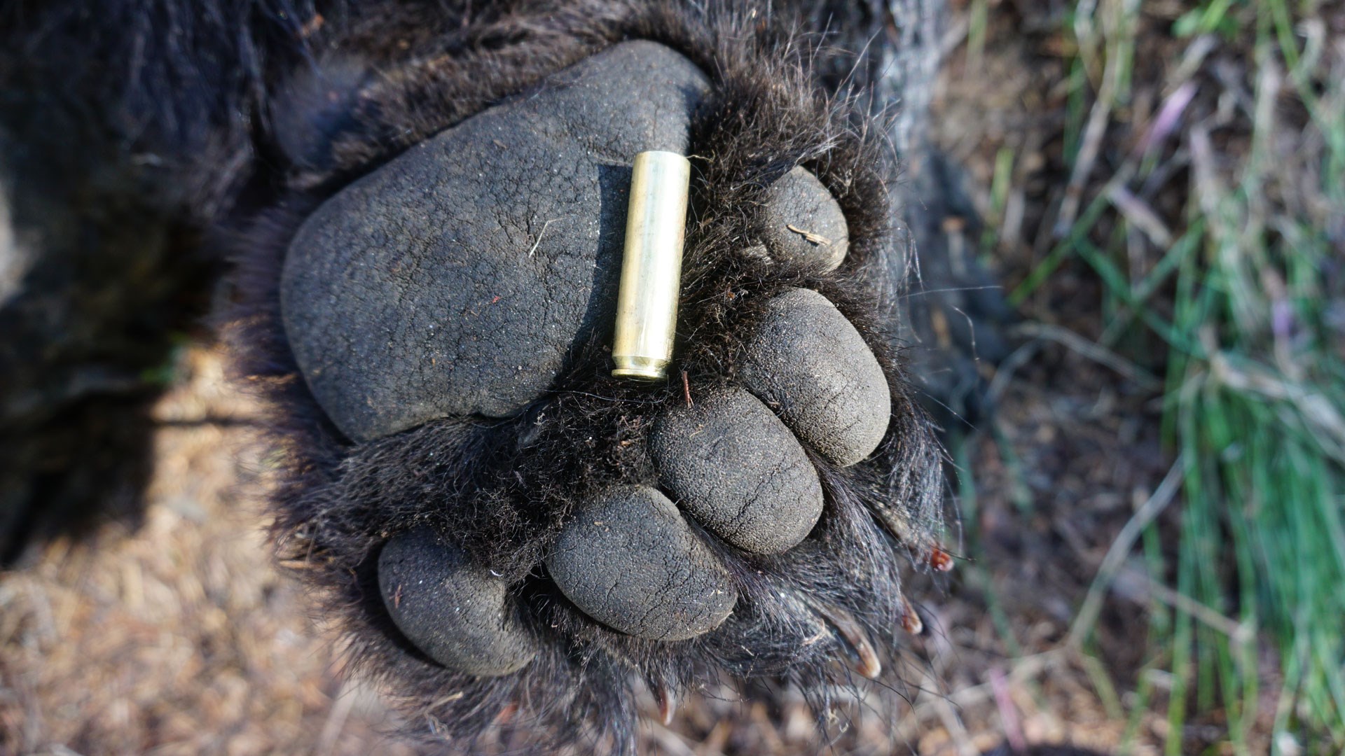 Bear paw with cartridge