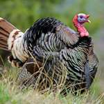 Make A Plan For Merriams Lead