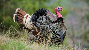 Make A Plan For Merriams Lead