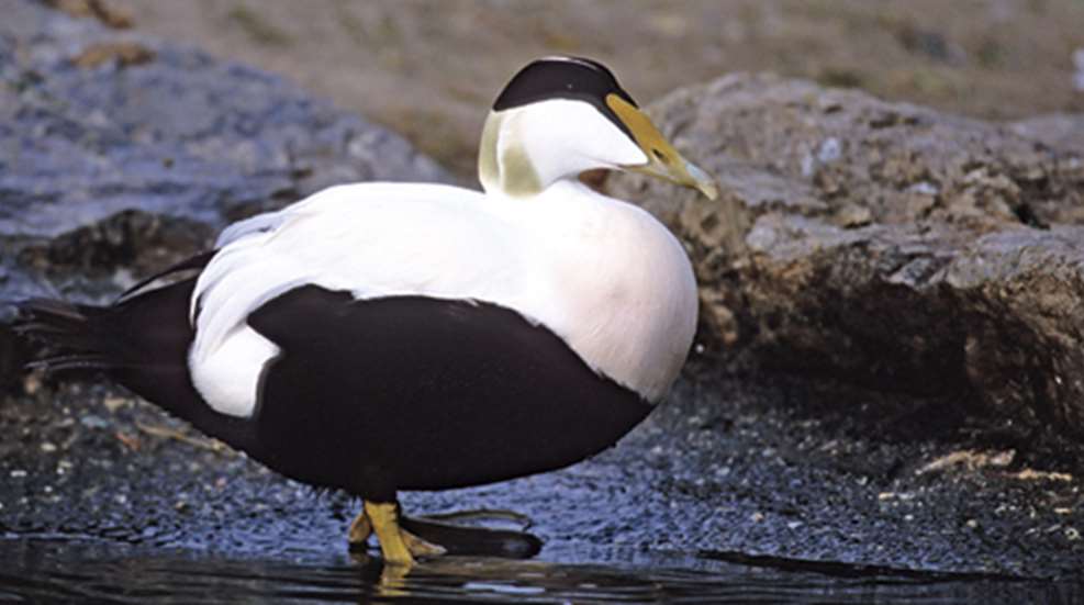 20091117-eider_f.jpg