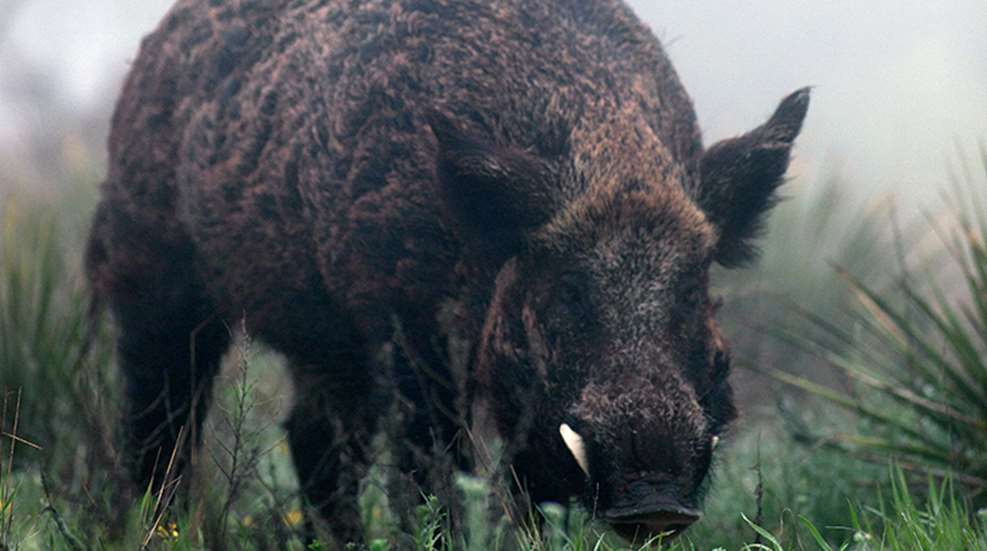 pig_hunters_unite_f.jpg