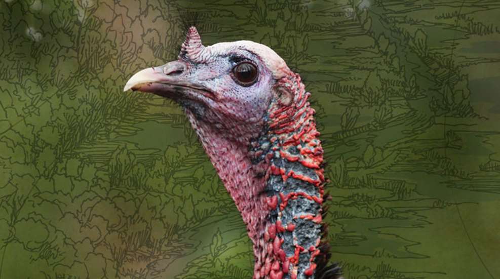 turkeytopo.jpg