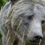 2012101594145-campbell_bear.jpg