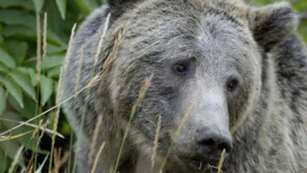 2012101594145-campbell_bear.jpg