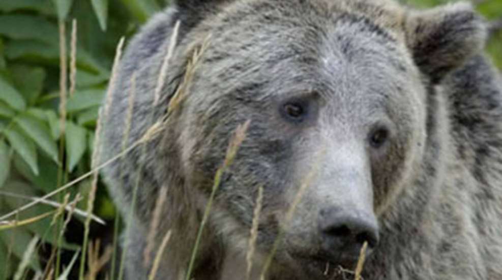 2012101594145-campbell_bear.jpg
