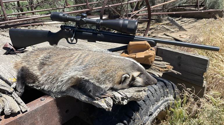 Varmint Hunting 101: Tips and Overview | An Official Journal Of The NRA