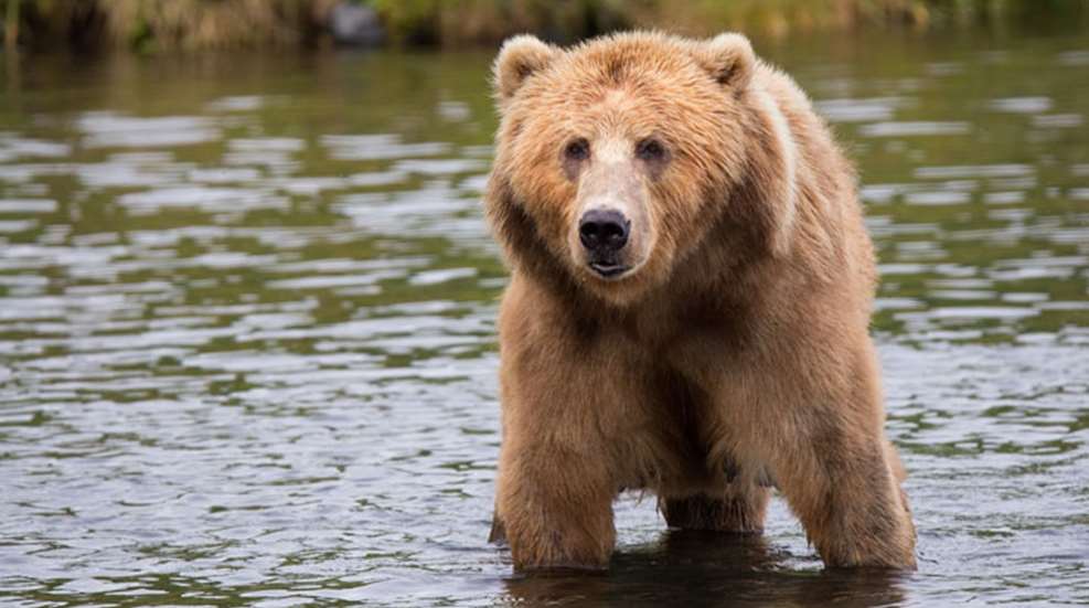 main-brown-bear.jpg