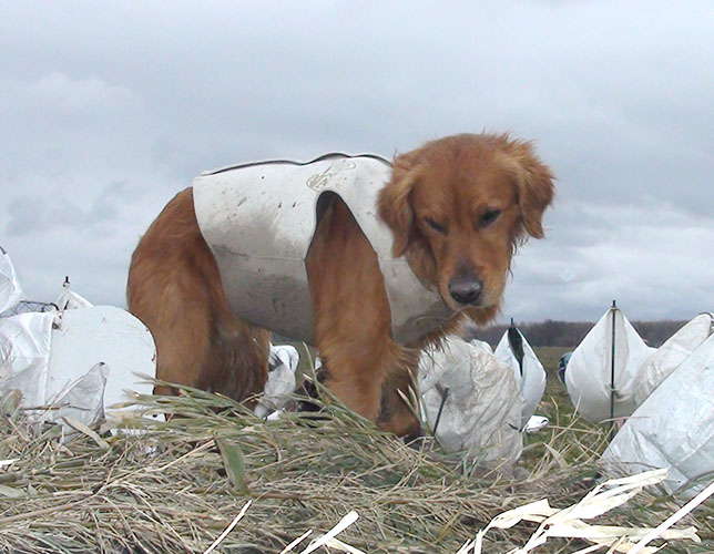 Family Gundog