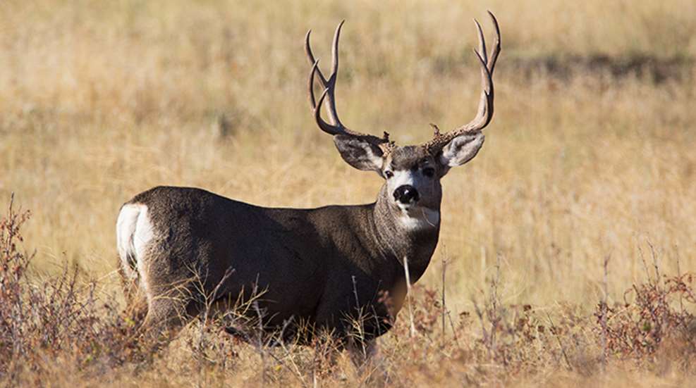 The Scoring & Field-Judging of the White-tailed Buck