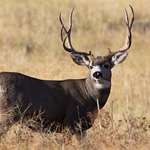 how-to-field-judge-a-mule-deer-in-30-seconds_lead.jpg