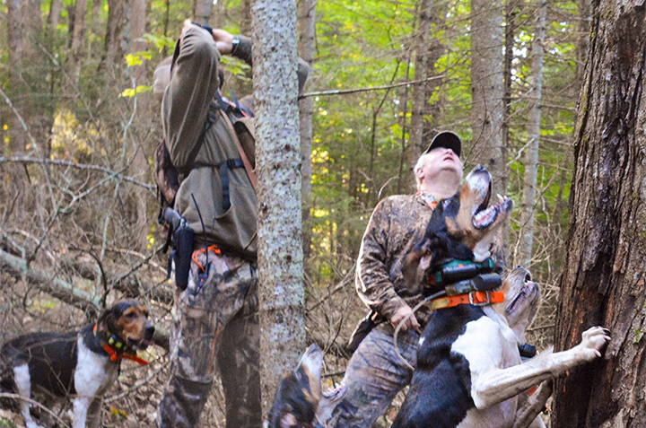 Bear hunters hunting with hounds in Vermont