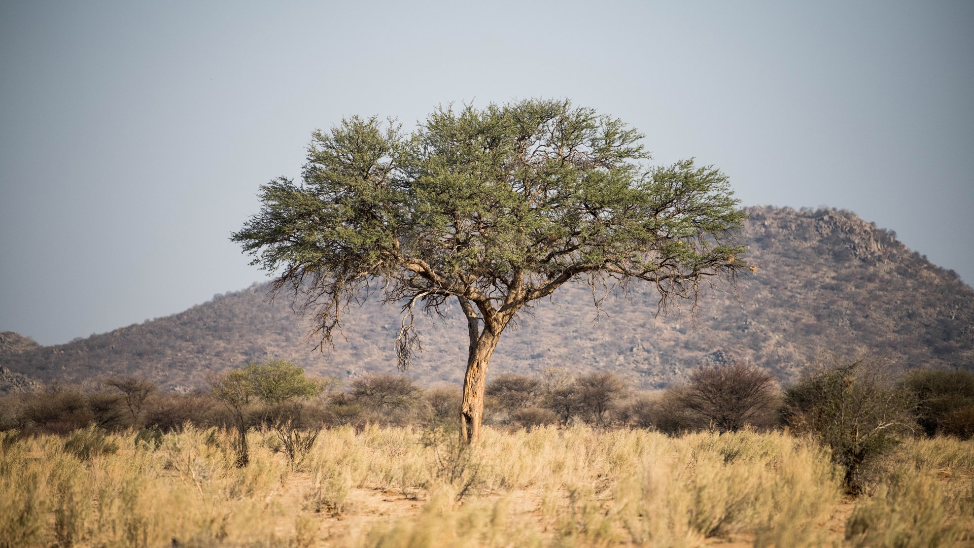 African Savanna
