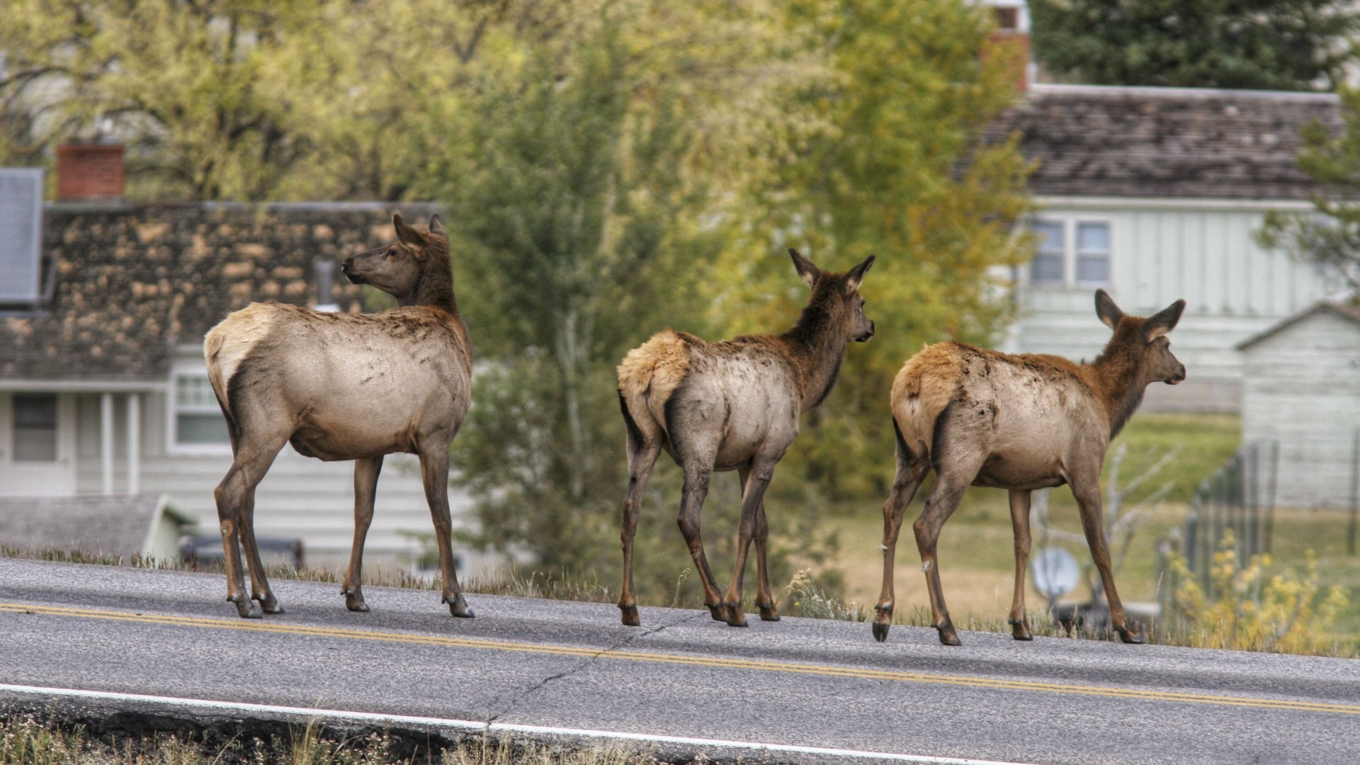 Elk on road
