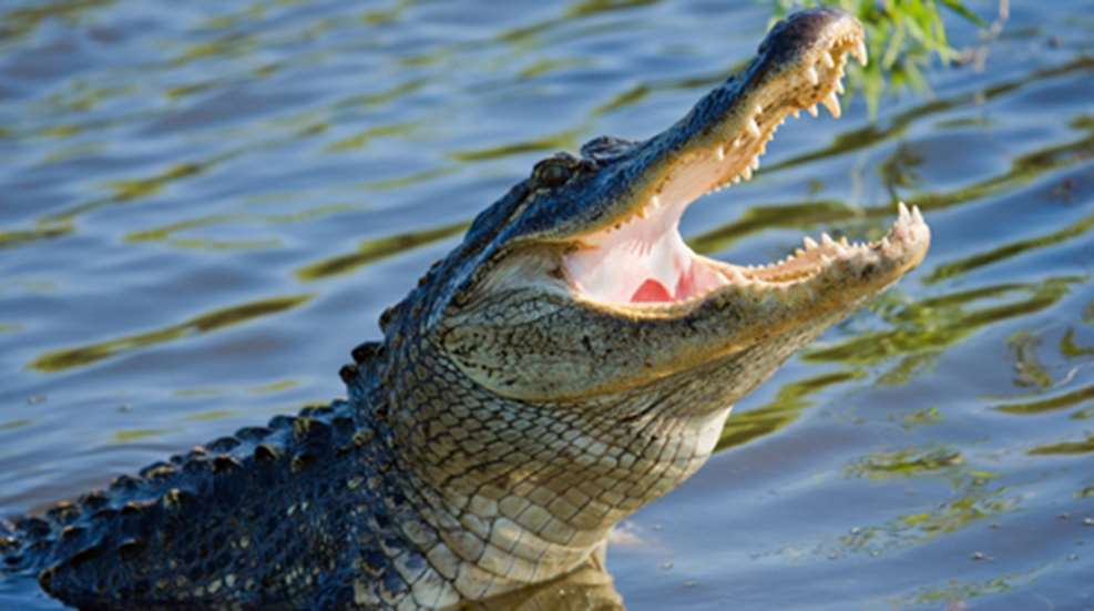 2012611144617-alligator_florida_home.jpg