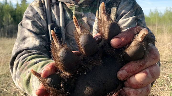 Alberta black bear paw