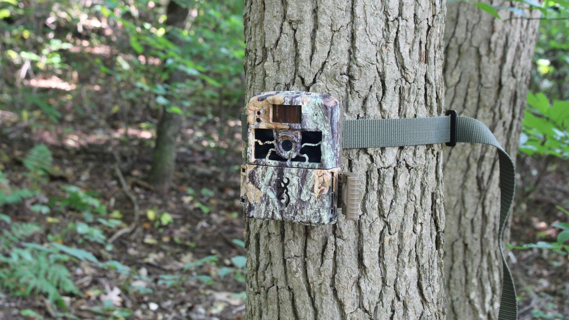 Browning trail camera on tree