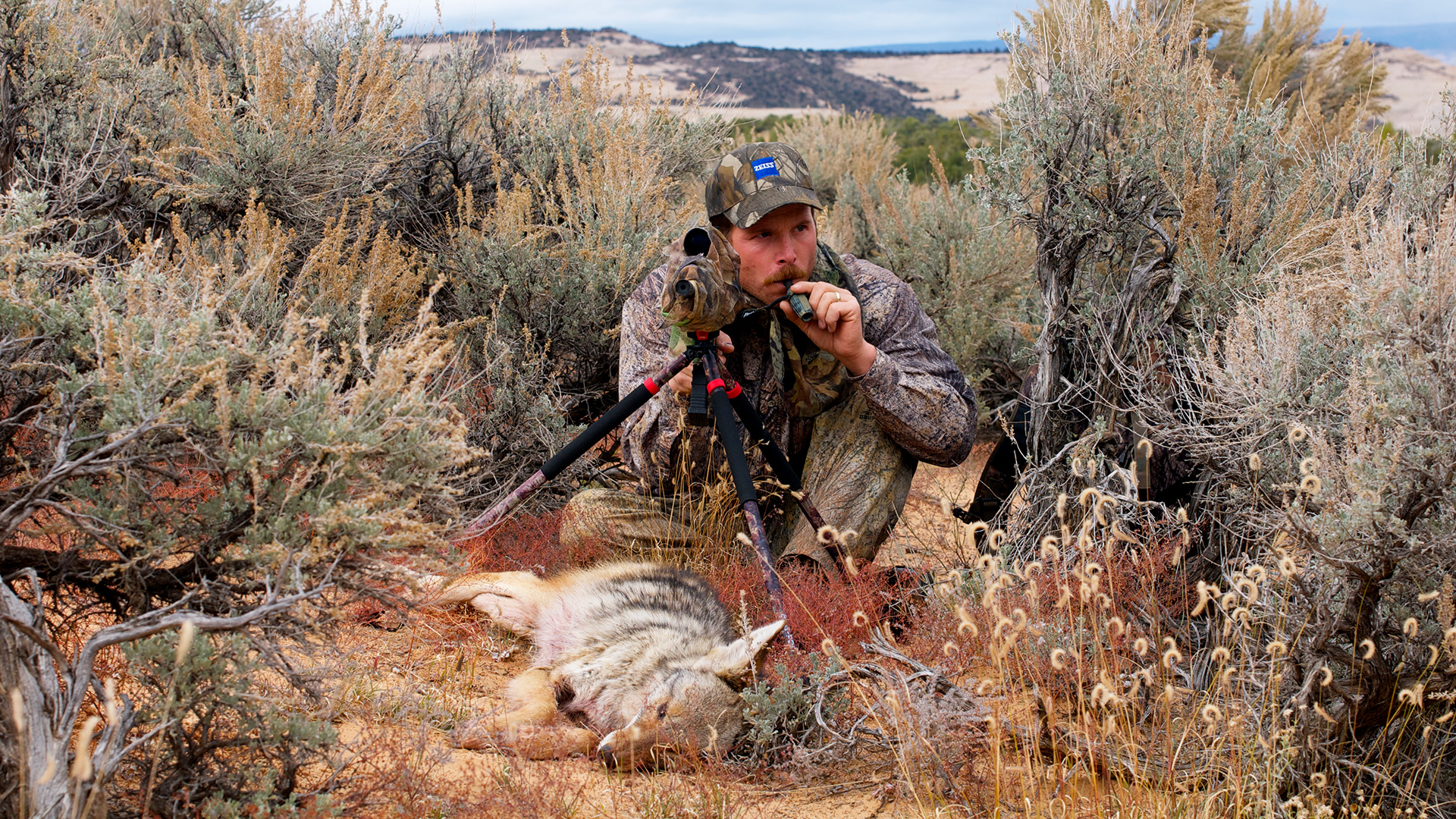 Coyote Hunting Missouri: Essential Tips for Success