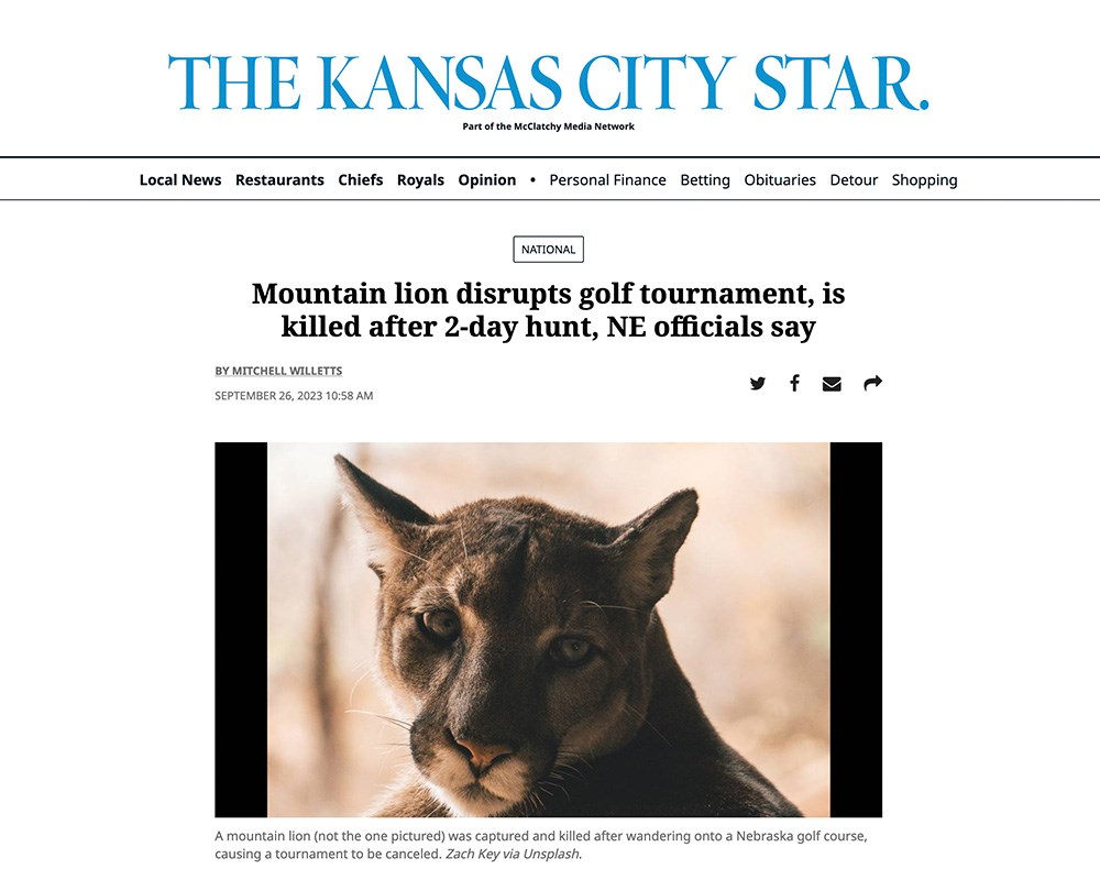 Kansas City Star screenshot of report of mountain lion disrupting a golf tournament in Nebraska.
