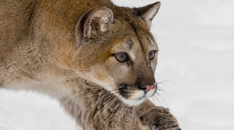 Know-How: Prepare to Meet a Predator | An Official Journal Of The NRA