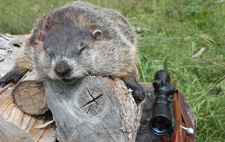 3 Reasons Why Deer Hunters Should Shoot More Groundhogs | An Official