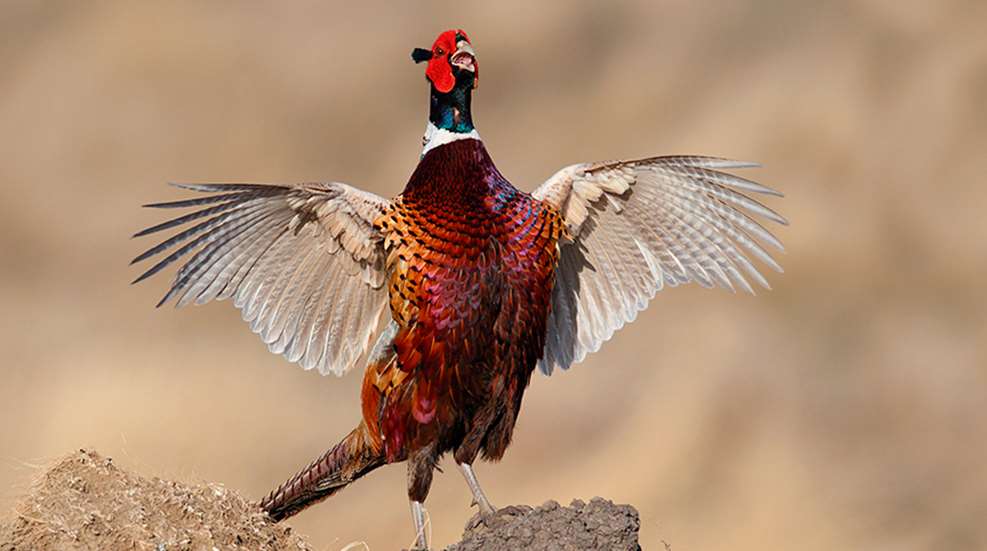 sdpheasanthabitatfundingbill_lead.jpg