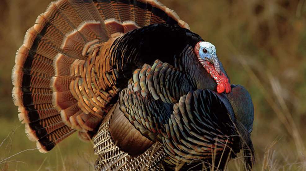 turkspec.jpg