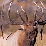 Unlock Overlooked Elk Country Lead