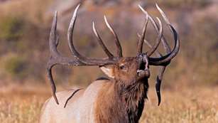 Unlock Overlooked Elk Country Lead