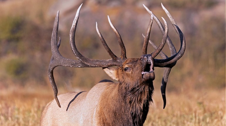 How to Unlock Overlooked Elk Country | An Official Journal Of The NRA